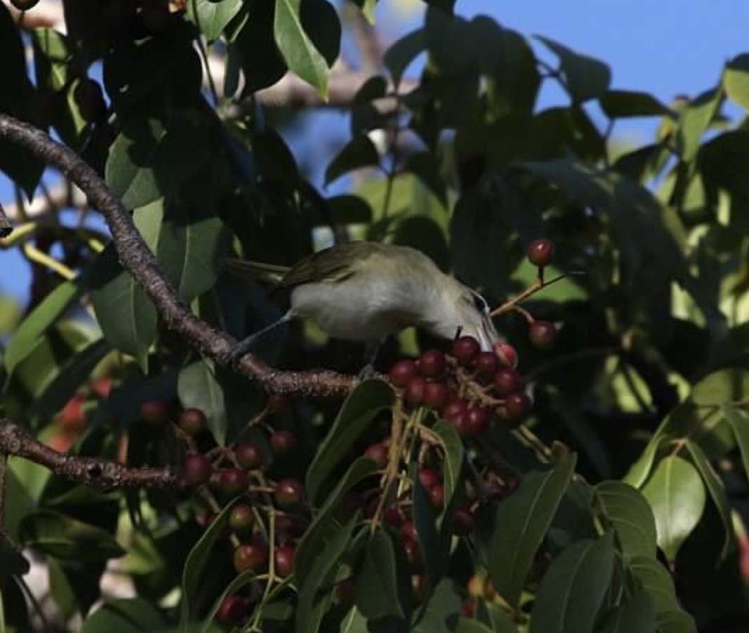 Red-eyed Vireo - ML181495061