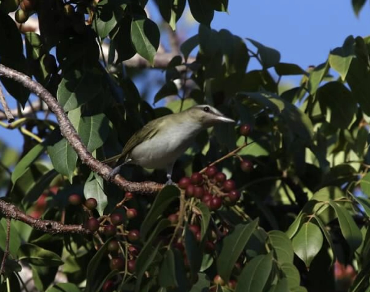 Rotaugenvireo - ML181495071