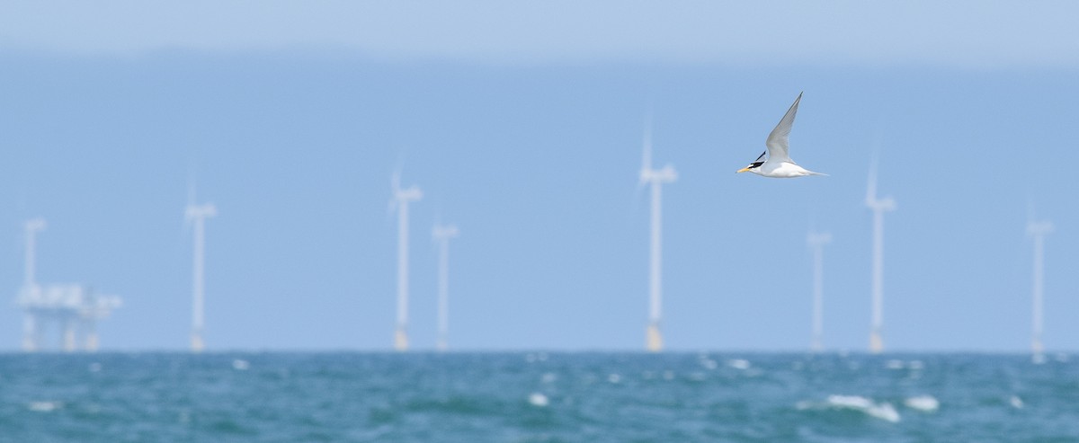 Little Tern - ML181495151