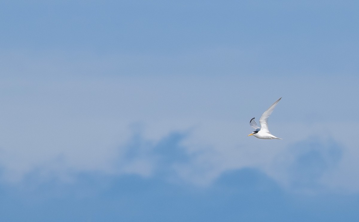 Little Tern - ML181495191