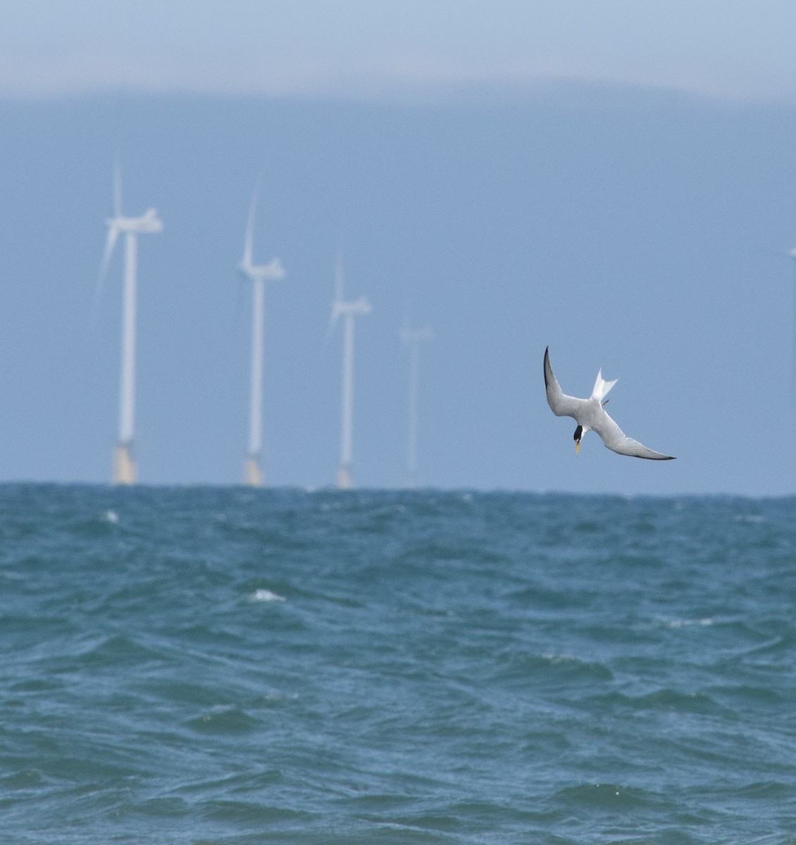 Little Tern - ML181495251