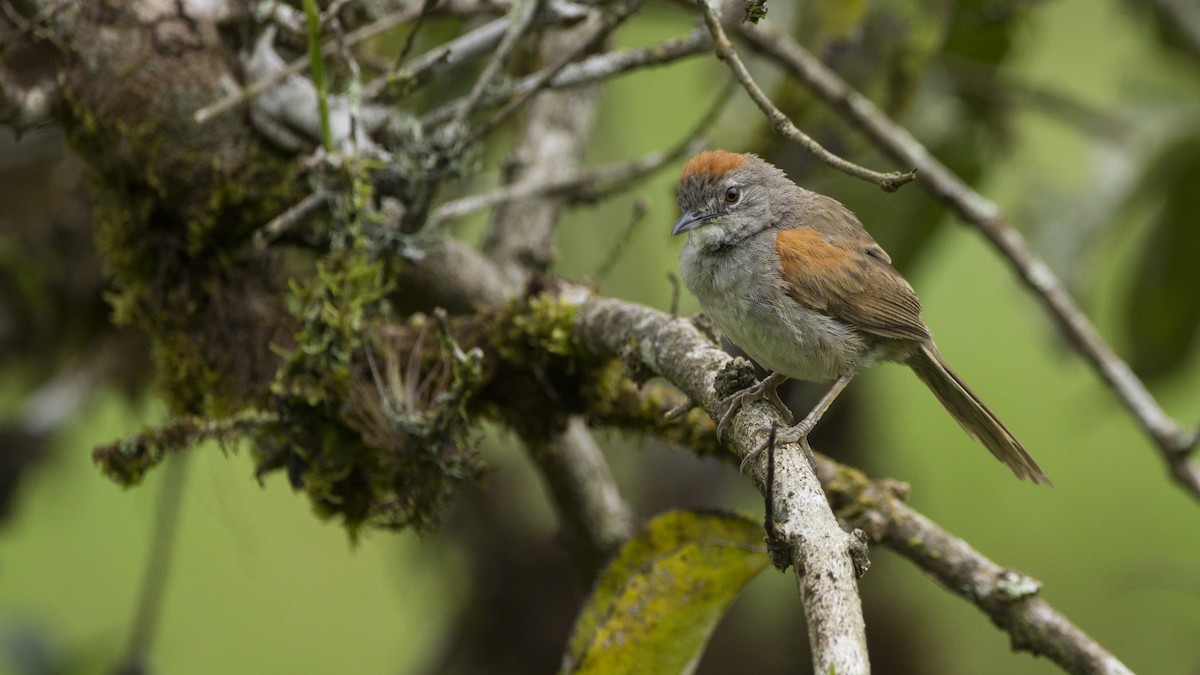 Pale-breasted Spinetail - Pepe Castiblanco