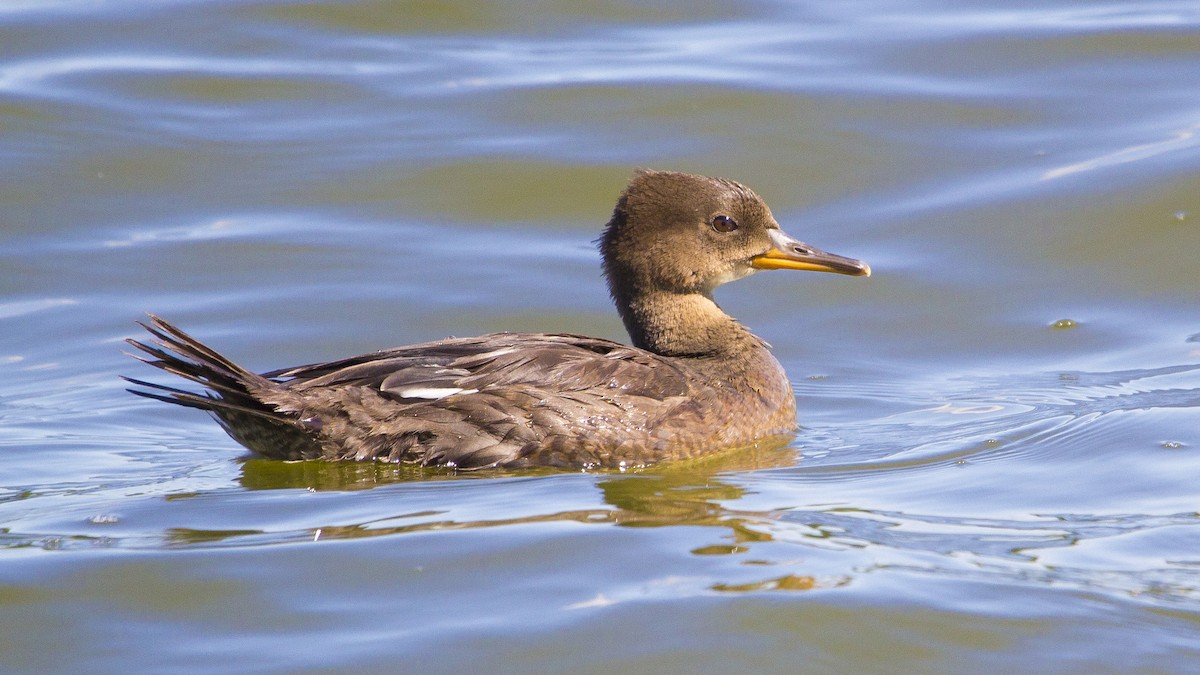 Hooded Merganser - ML181495671