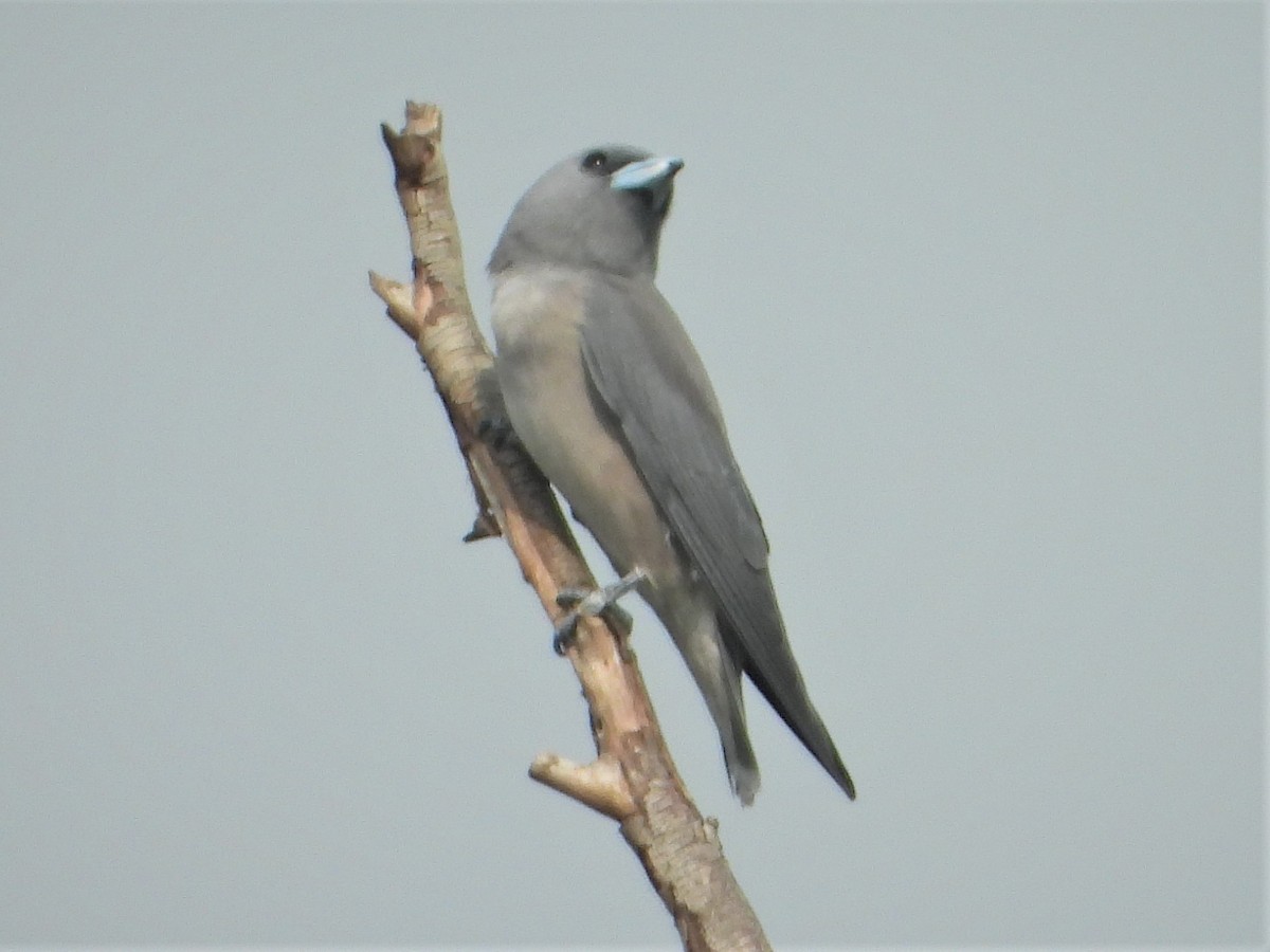 Ashy Woodswallow - ML181495691