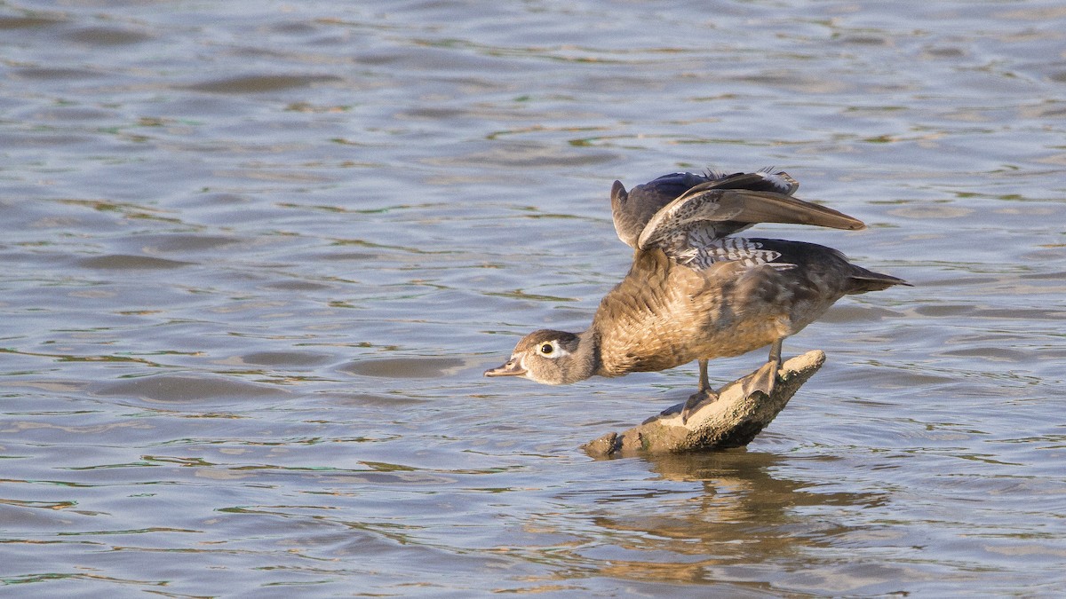 Wood Duck - ML181495731