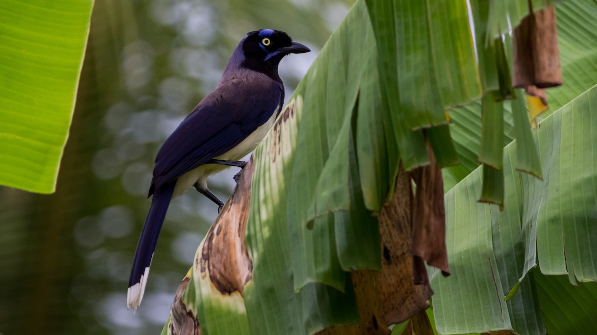 Black-chested Jay - Pepe Castiblanco