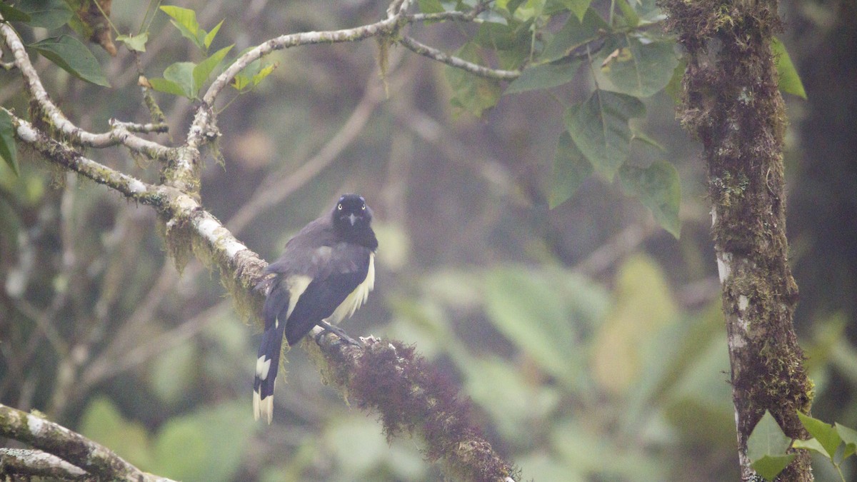 Black-chested Jay - Pepe Castiblanco