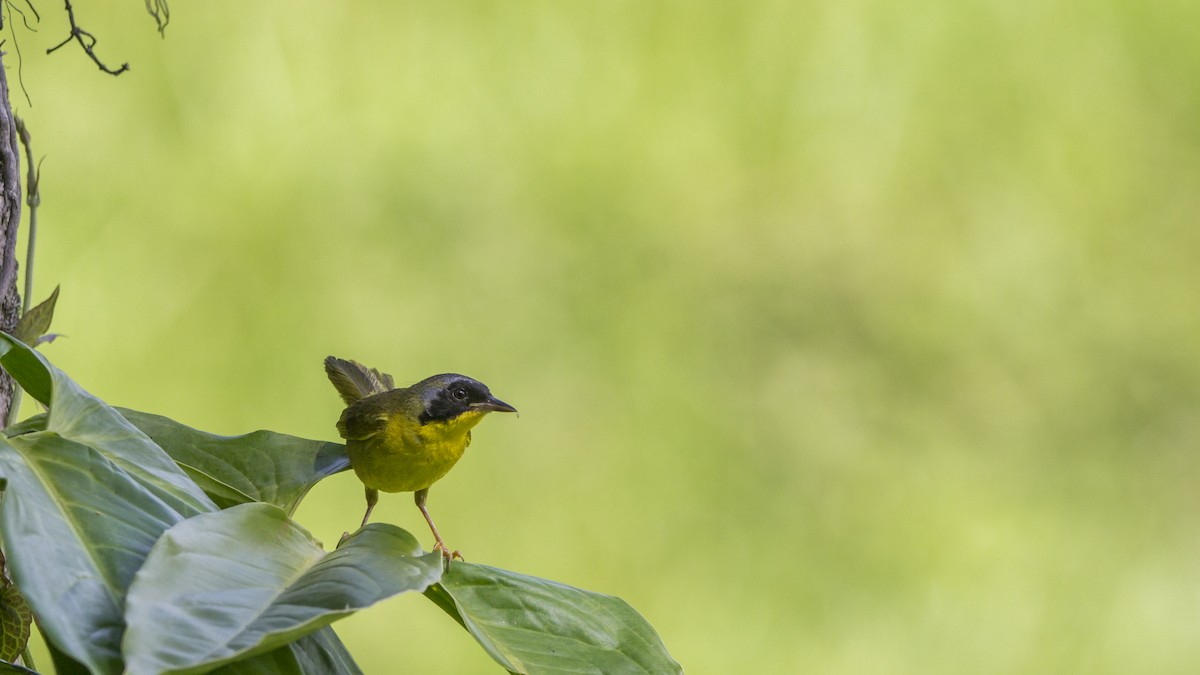 Olive-crowned Yellowthroat - Pepe Castiblanco