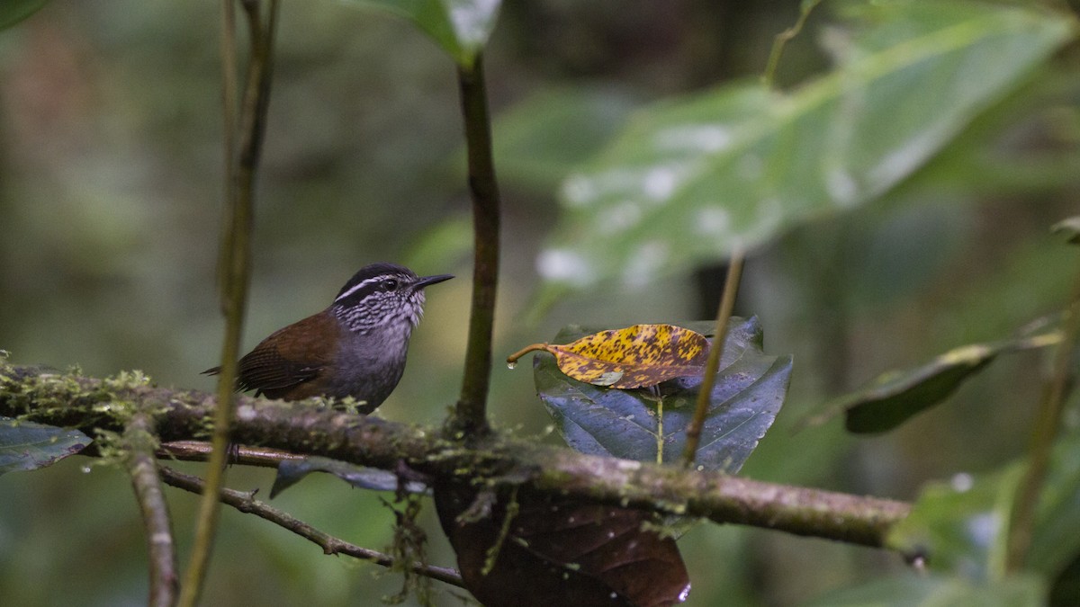 Gray-breasted Wood-Wren - Pepe Castiblanco