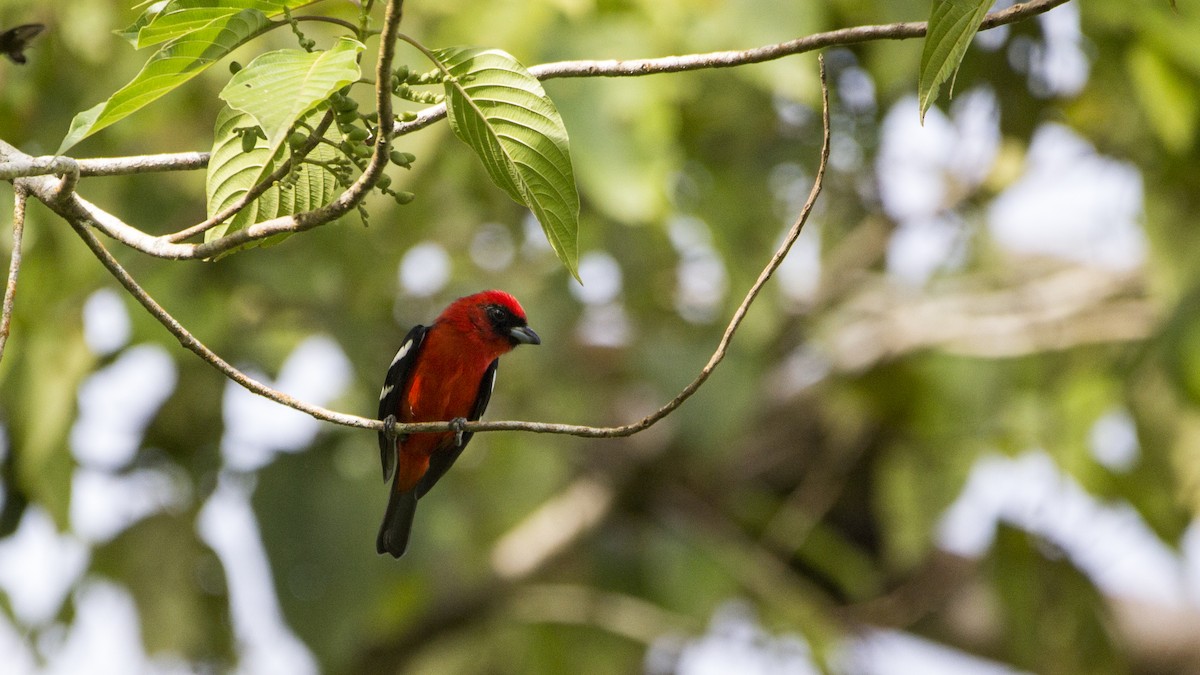 White-winged Tanager - Pepe Castiblanco