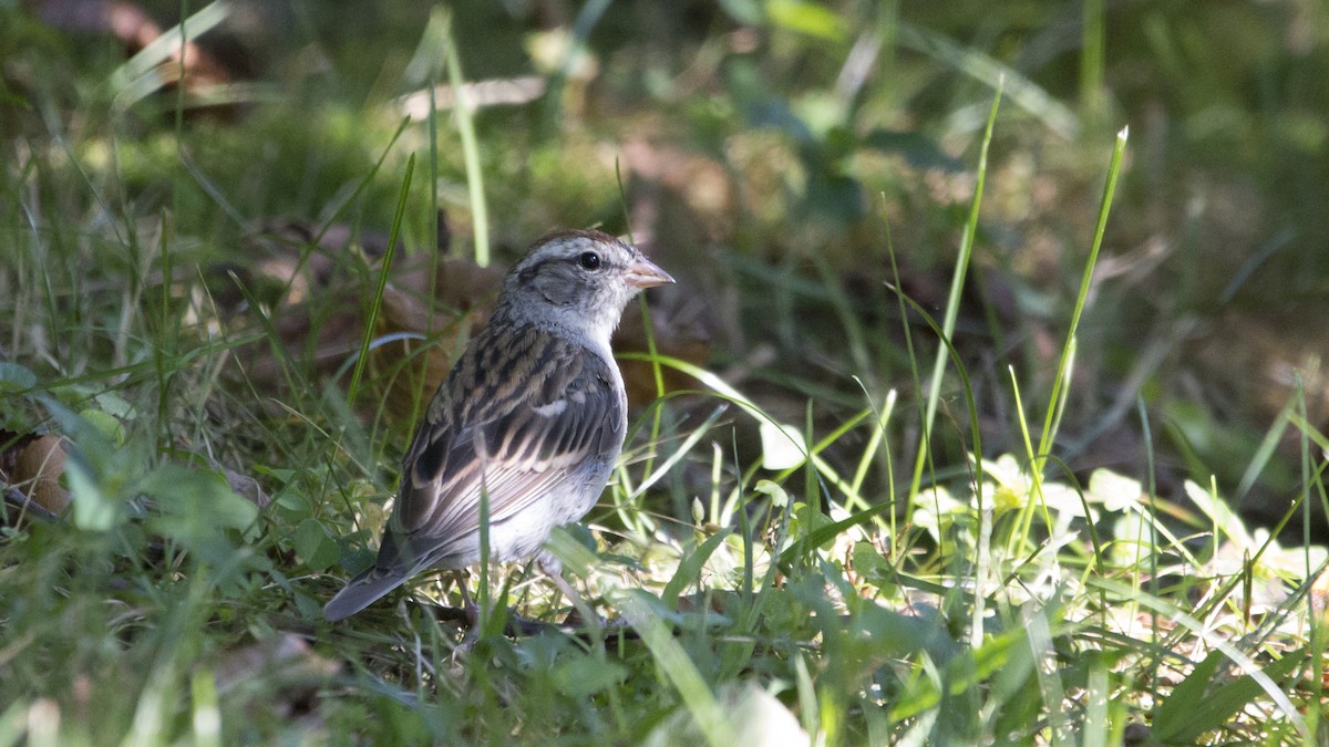 Chipping Sparrow - AMOL KOKANE