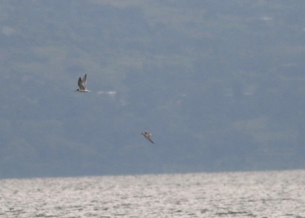 Common Tern - ML181498261