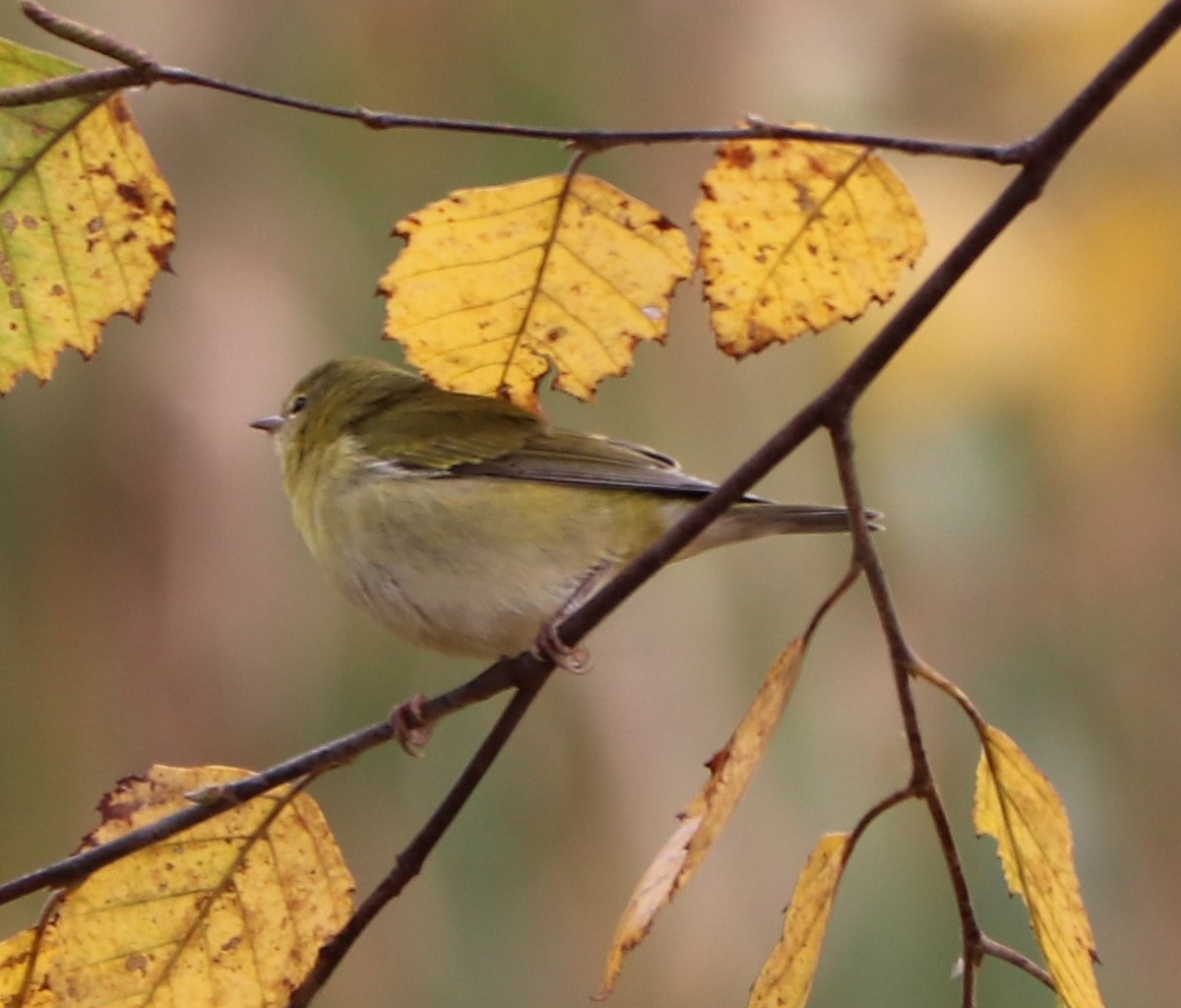 Tennessee Warbler - ML181498621