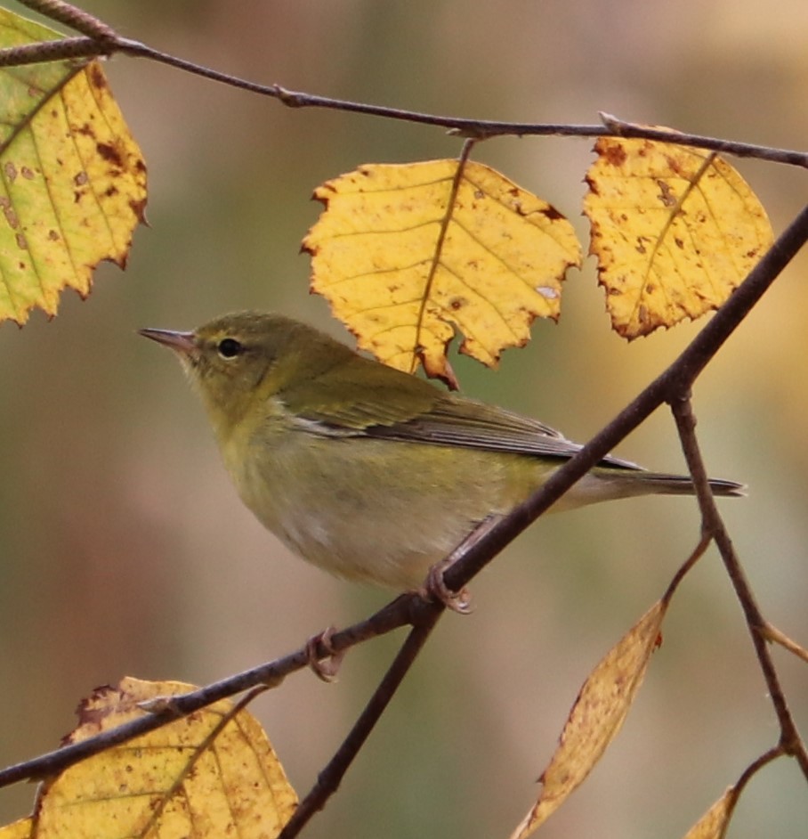 Tennessee Warbler - valerie heemstra