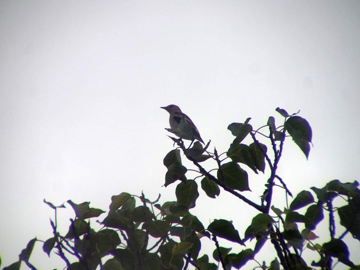 Daurian Starling - ML181498841