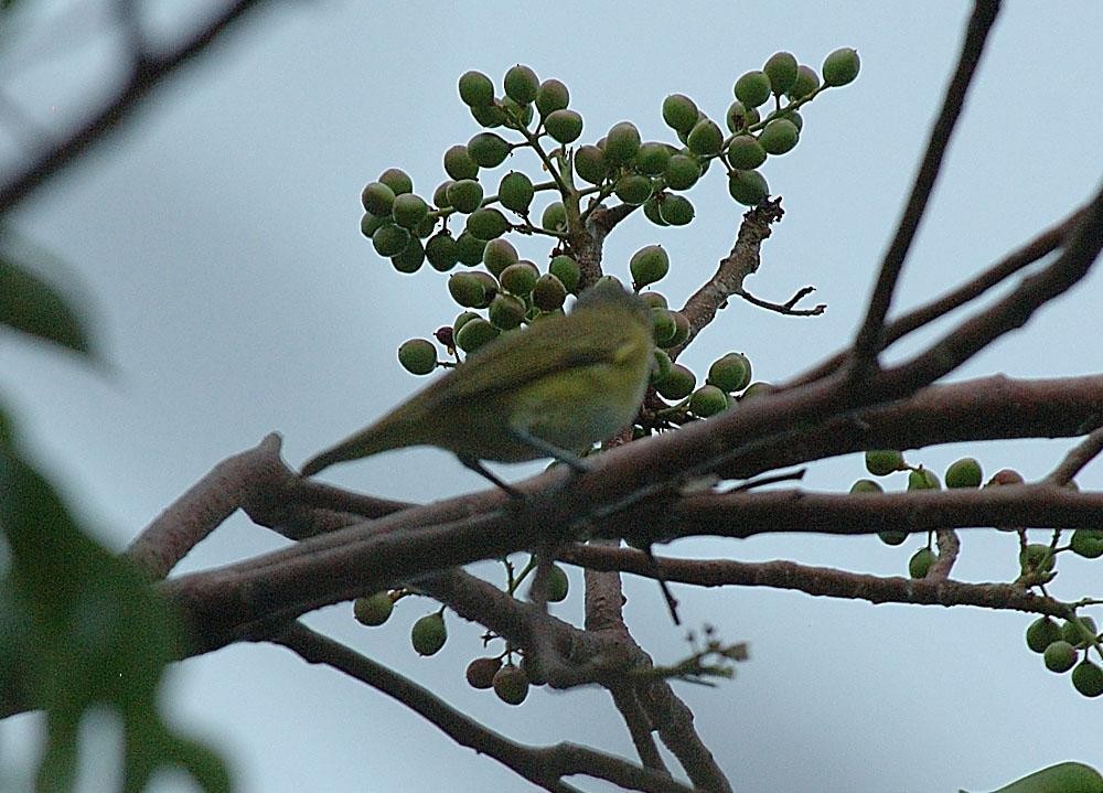 Yellow-green Vireo - Larry Manfredi