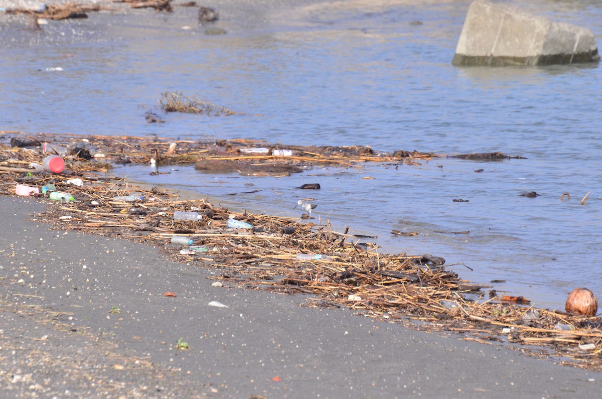 Common Greenshank - ML181501261