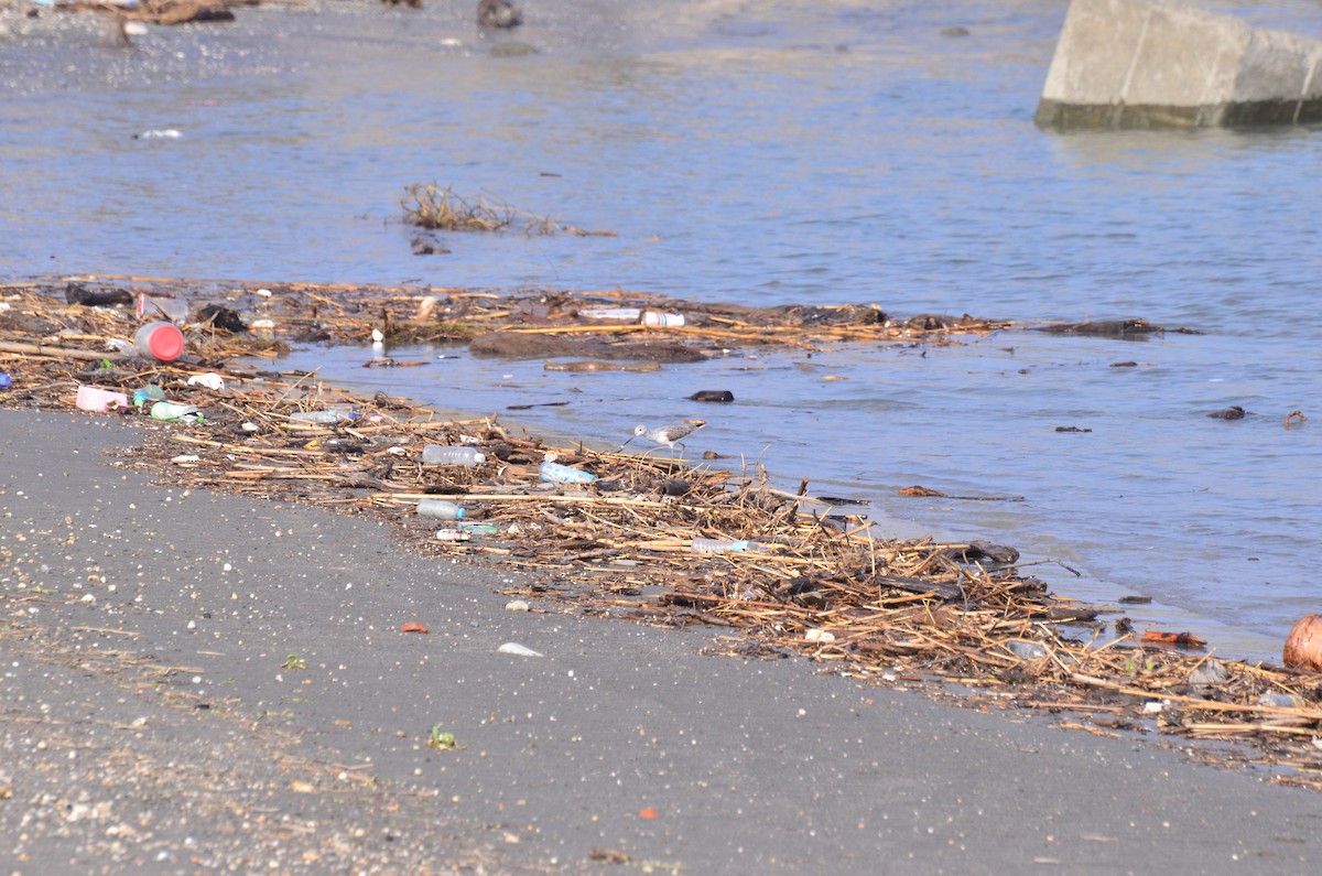 Common Greenshank - ML181501291