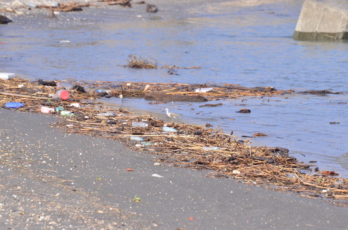 Common Greenshank - ML181501311