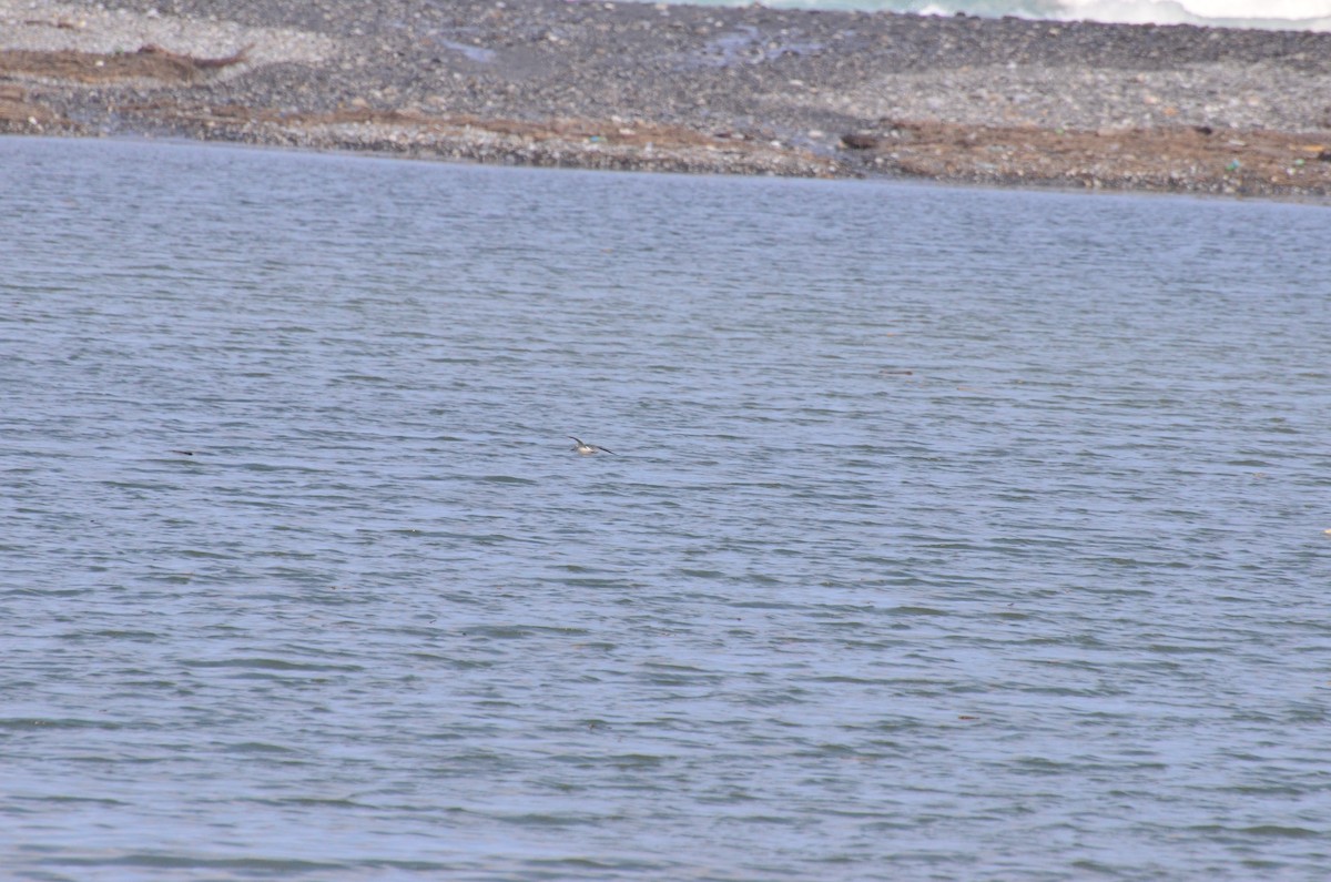 Common Greenshank - ML181501361