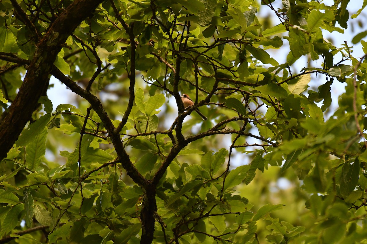 Black-throated Tit - ML181504381