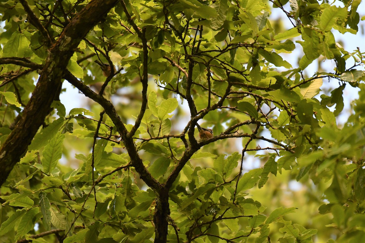 Black-throated Tit - ML181504601