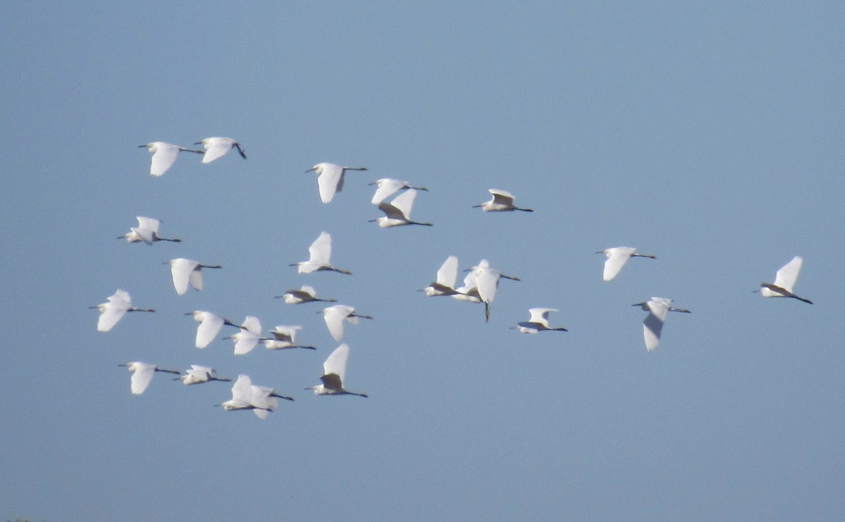 Snowy Egret - ML181505191