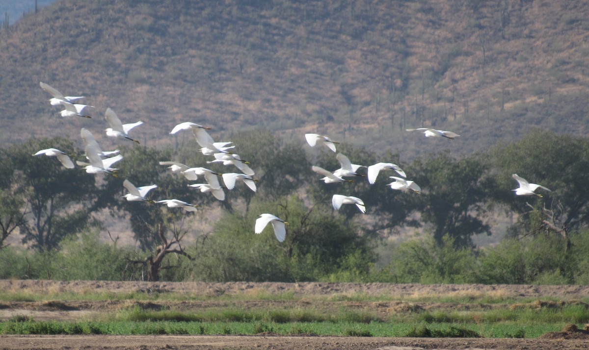 Snowy Egret - ML181505211