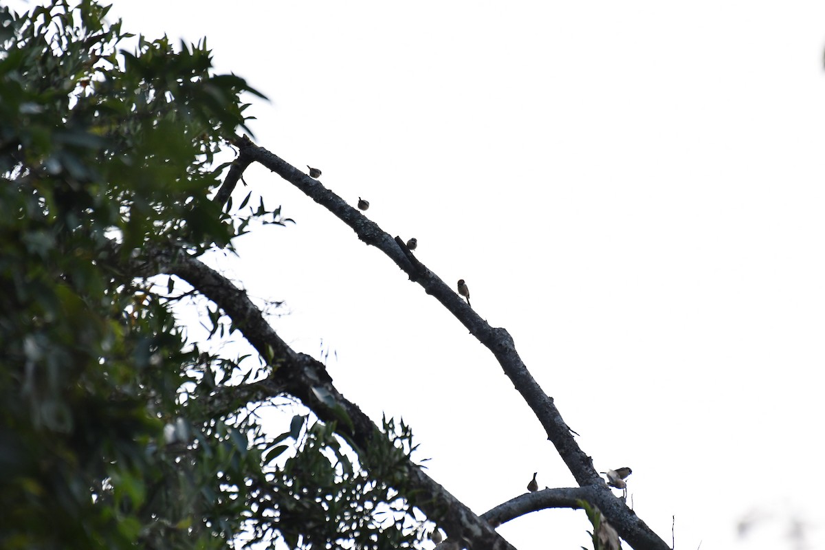 Black-throated Tit - ML181505731