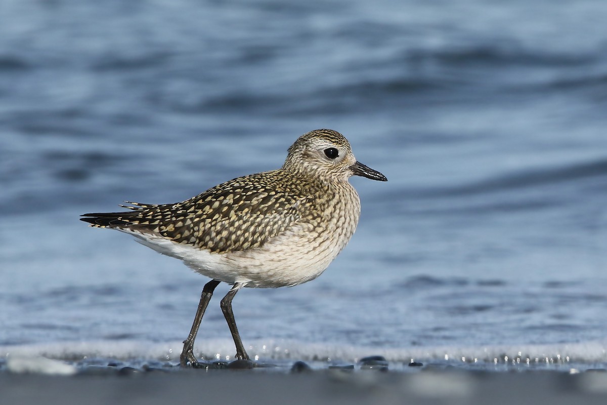 Black-bellied Plover - ML181506211