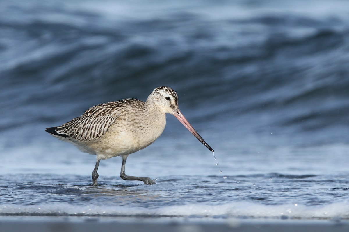 Bar-tailed Godwit - Volker Hesse