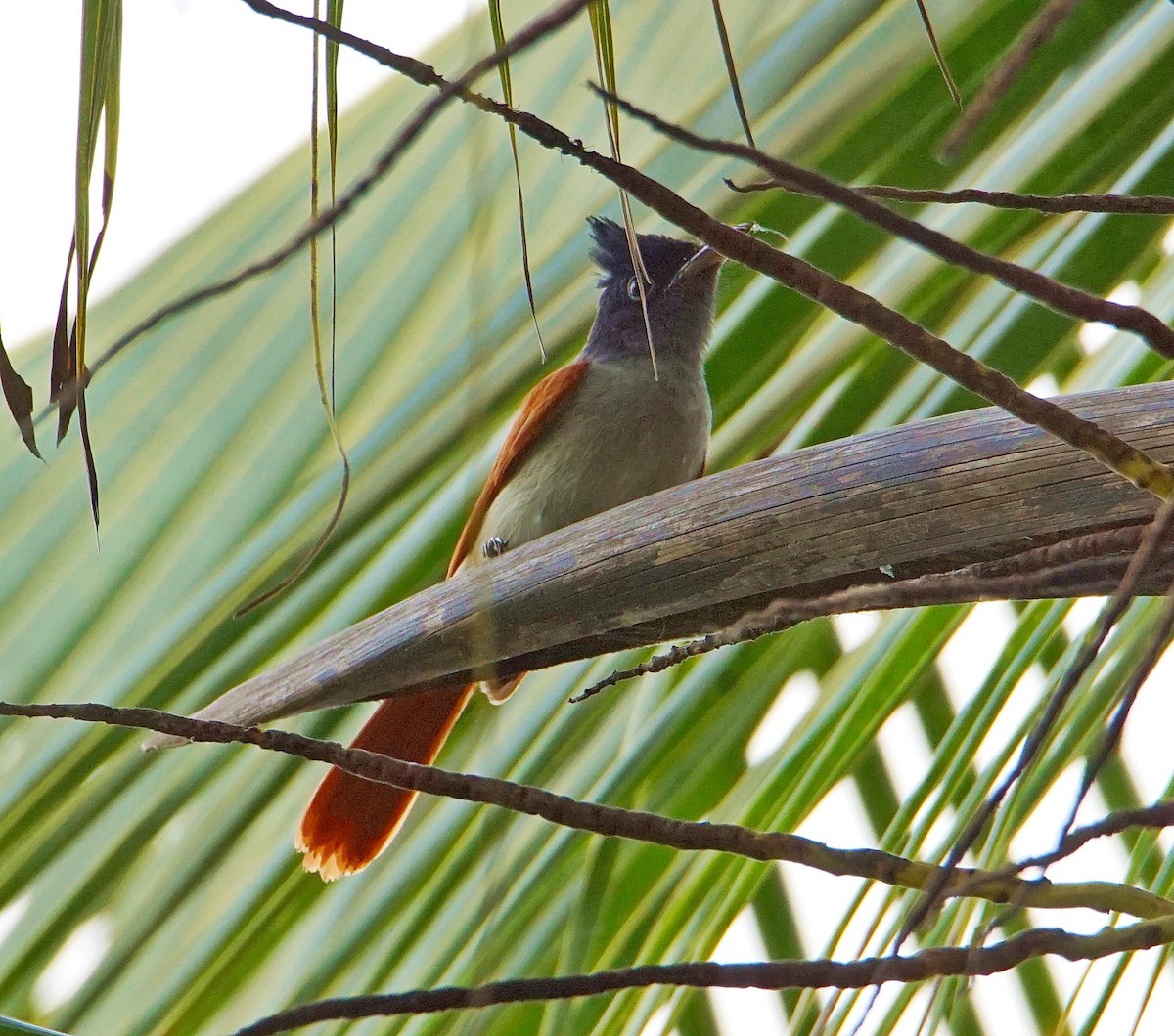 Indian Paradise-Flycatcher - ML181507651