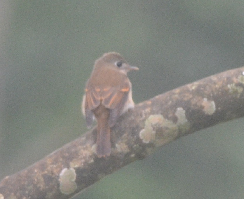 Brown-breasted Flycatcher - ML181509801