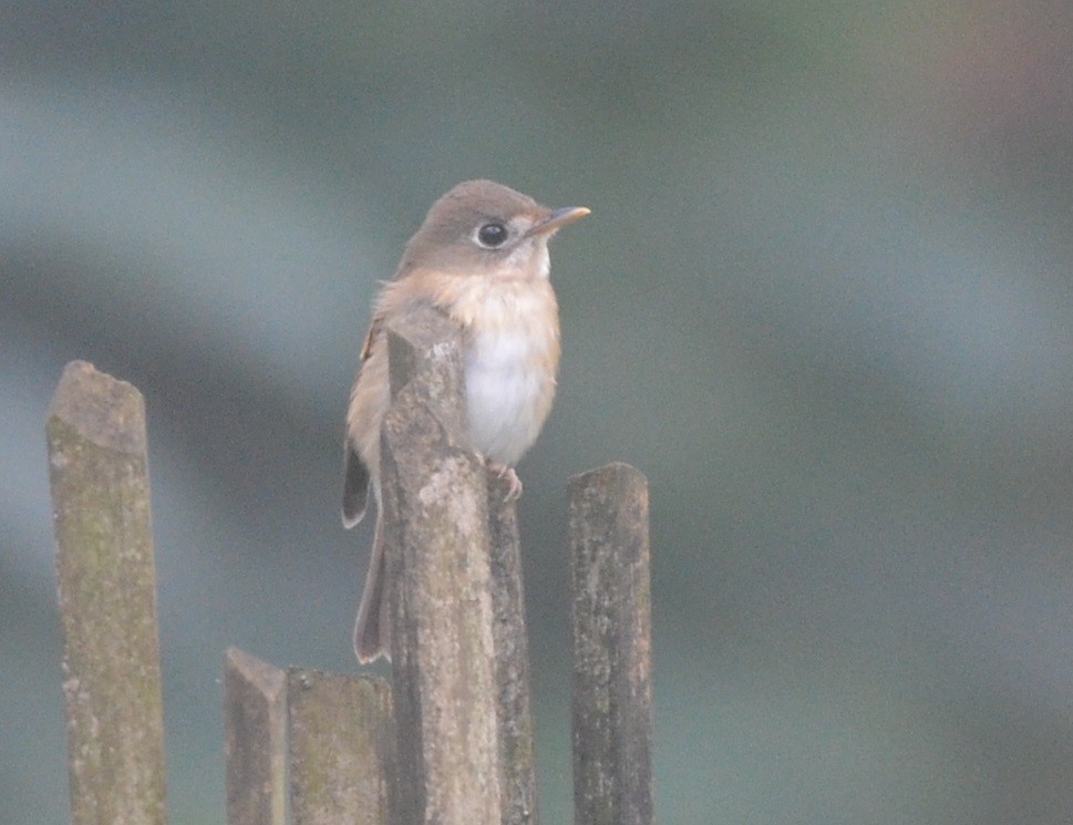 Brown-breasted Flycatcher - ML181509811