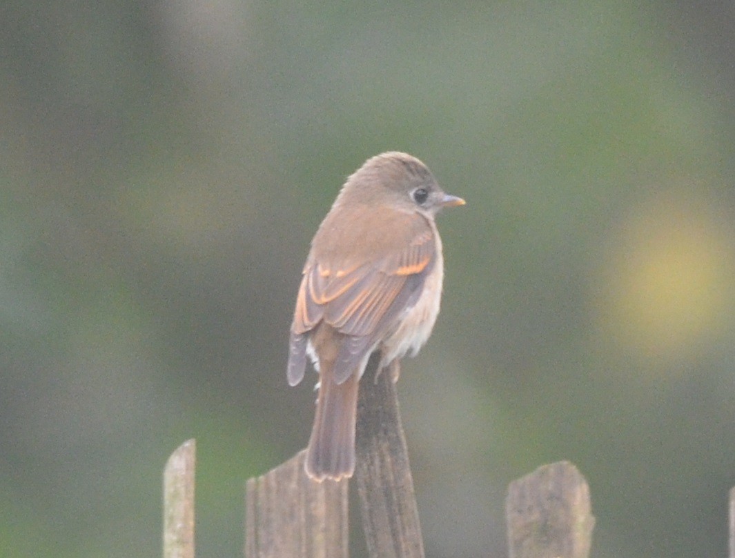 Brown-breasted Flycatcher - ML181509821