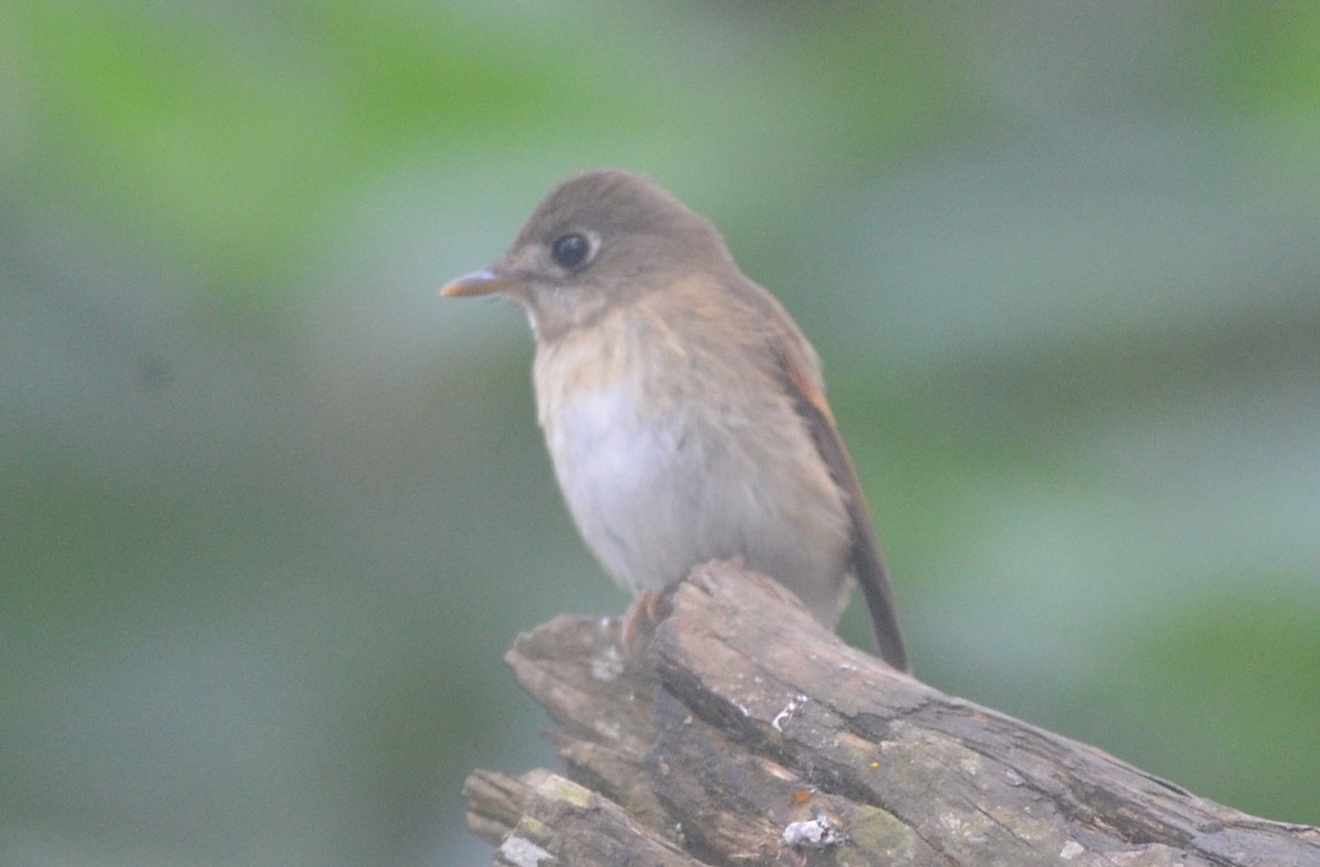 Brown-breasted Flycatcher - ML181509931