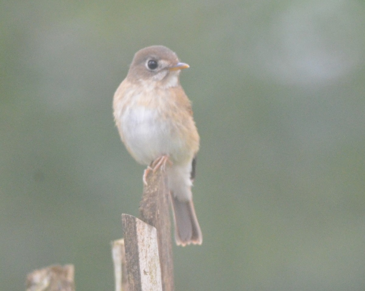 Brown-breasted Flycatcher - ML181509961