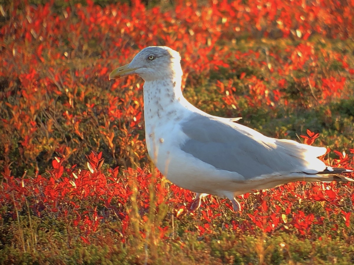 Herring Gull - ML181509991