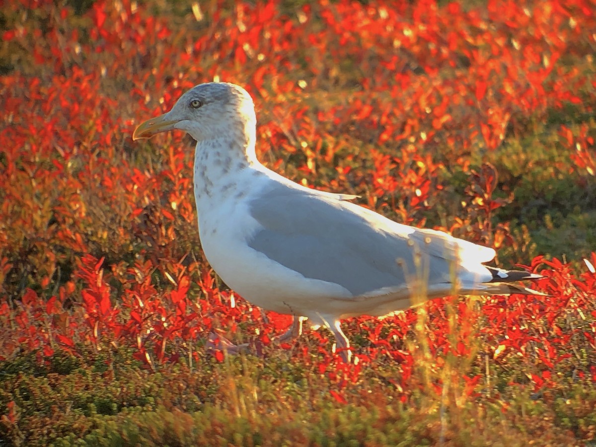 Herring Gull - ML181510001