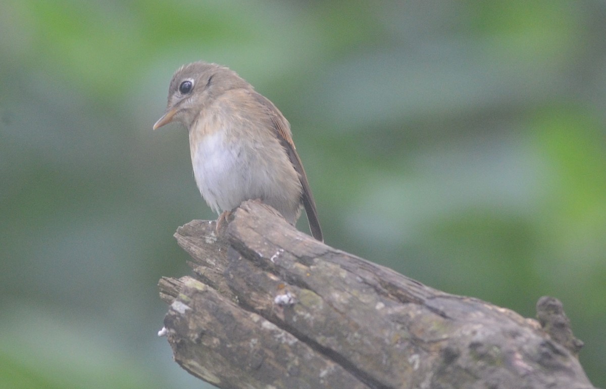 Brown-breasted Flycatcher - ML181510061