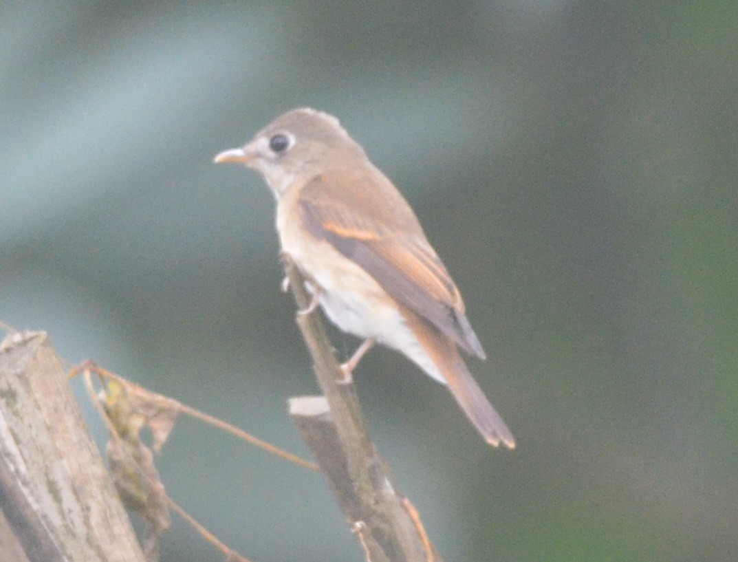 Brown-breasted Flycatcher - ML181510071