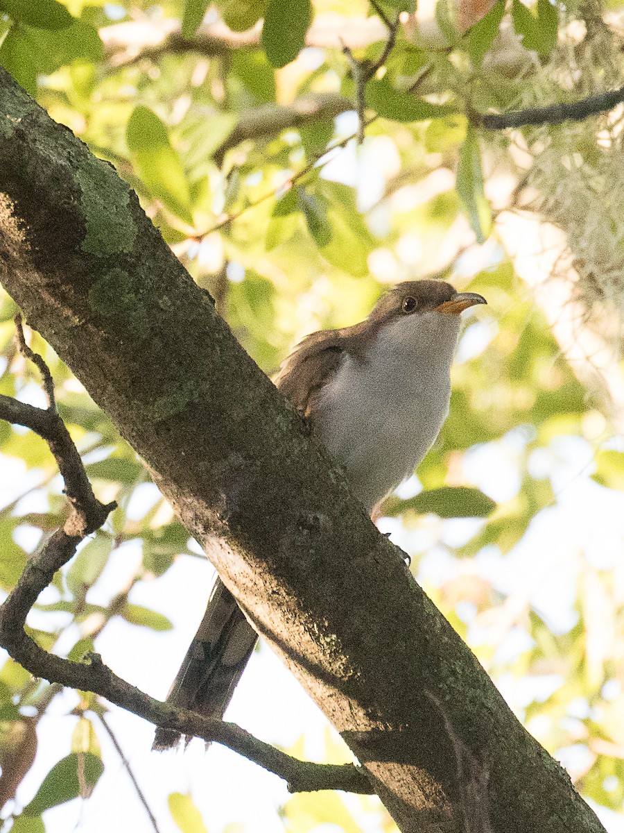 Yellow-billed Cuckoo - ML181513541