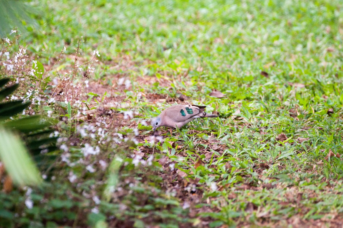 Emerald-spotted Wood-Dove - ML181514651