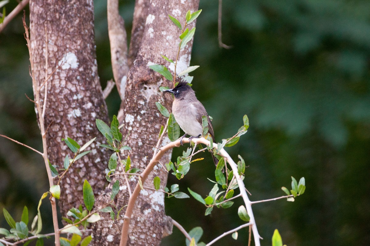 Common Bulbul (Dark-capped) - ML181514741