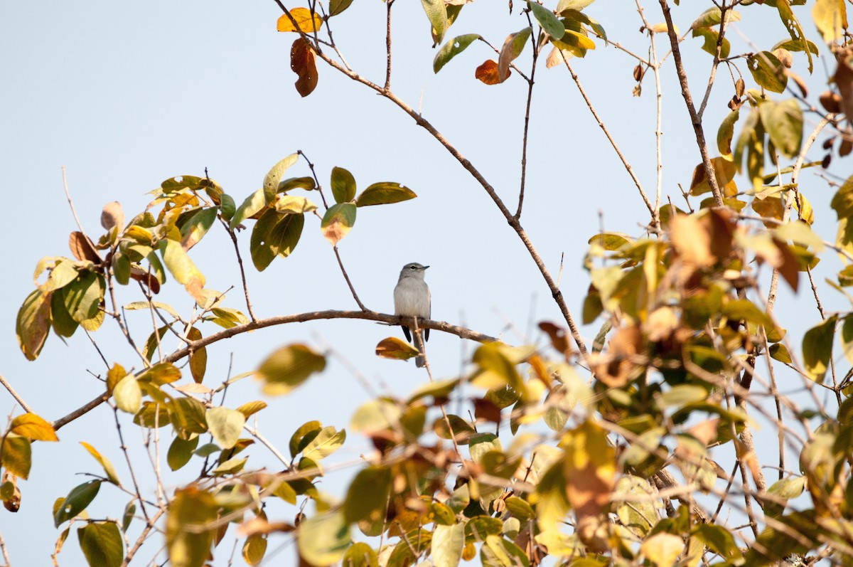 Ashy Flycatcher - ML181514771