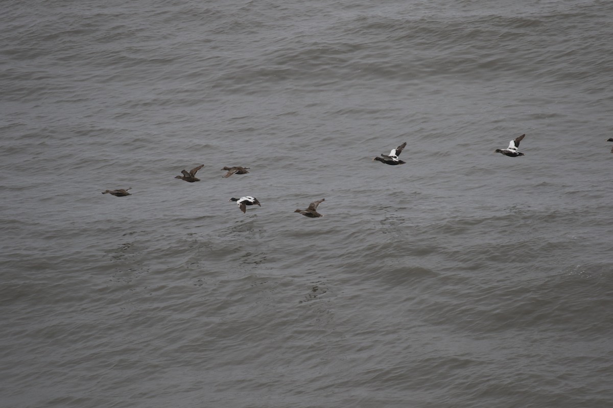 Common Eider - ML181516531