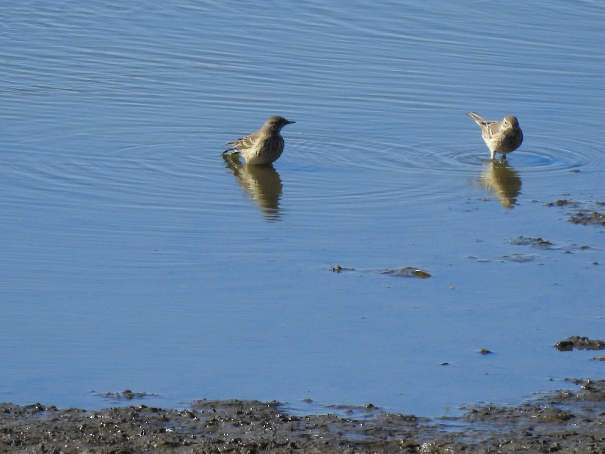 American Pipit - ML181517651