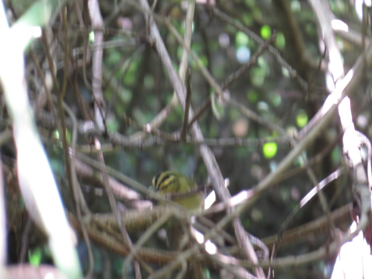 Worm-eating Warbler - ML181518841