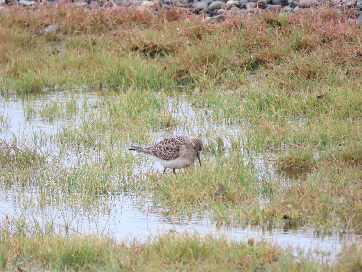 Baird's Sandpiper - ML181519651