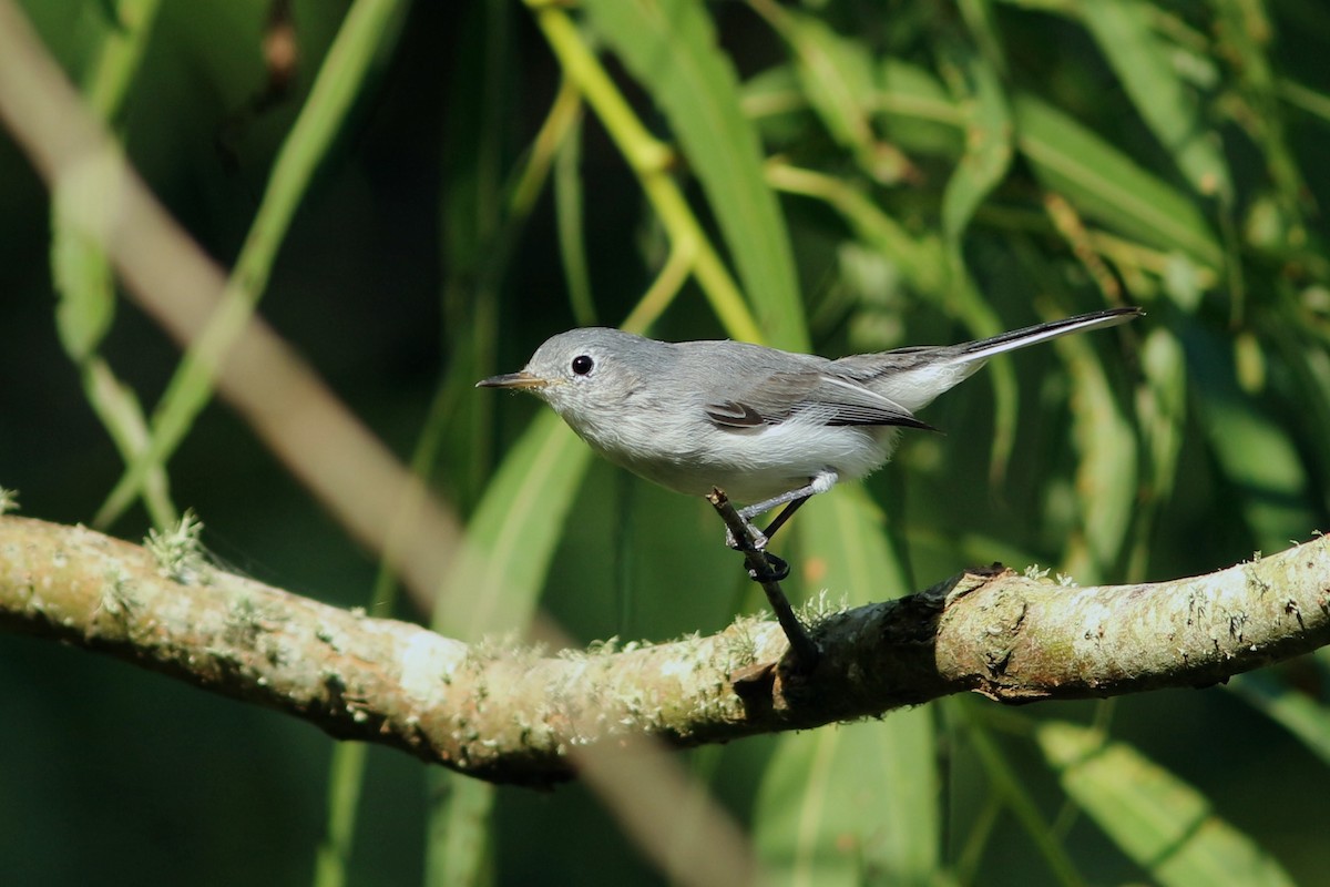 Blue-gray Gnatcatcher - ML181519961